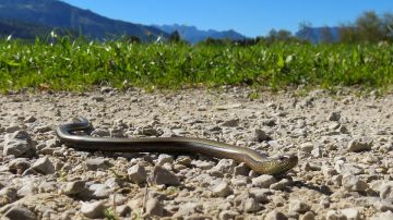 Serpiente (archivo)