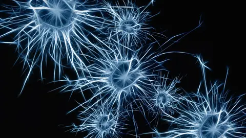 Neuronas Neuronas