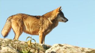 Pol&eacute;mica por la decisi&oacute;n de la Junta de Castilla y Le&oacute;n: autoriza matar 339 lobos de los 2.500 que hay en toda Espa&ntilde;a