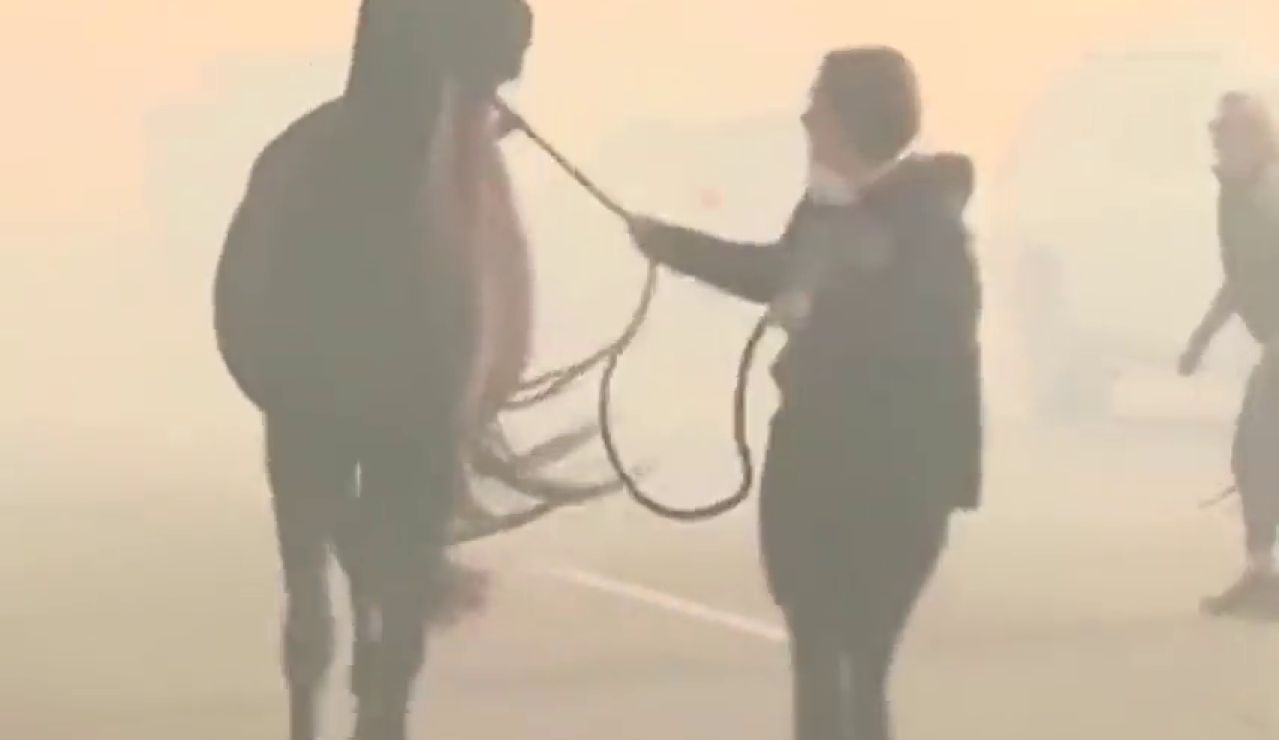 El dramático momento en el que evacúan a unos animales por los incendios de California El dramático momento en el que evacúan a unos animales por los incendios de California