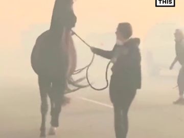 El dramático momento en el que evacúan a unos animales por los incendios de California