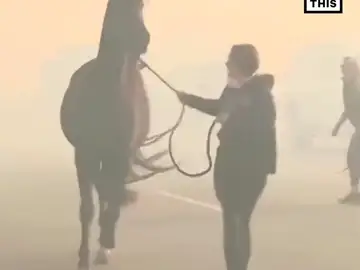 El dramático momento en el que evacúan a unos animales por los incendios de California El dramático momento en el que evacúan a unos animales por los incendios de California