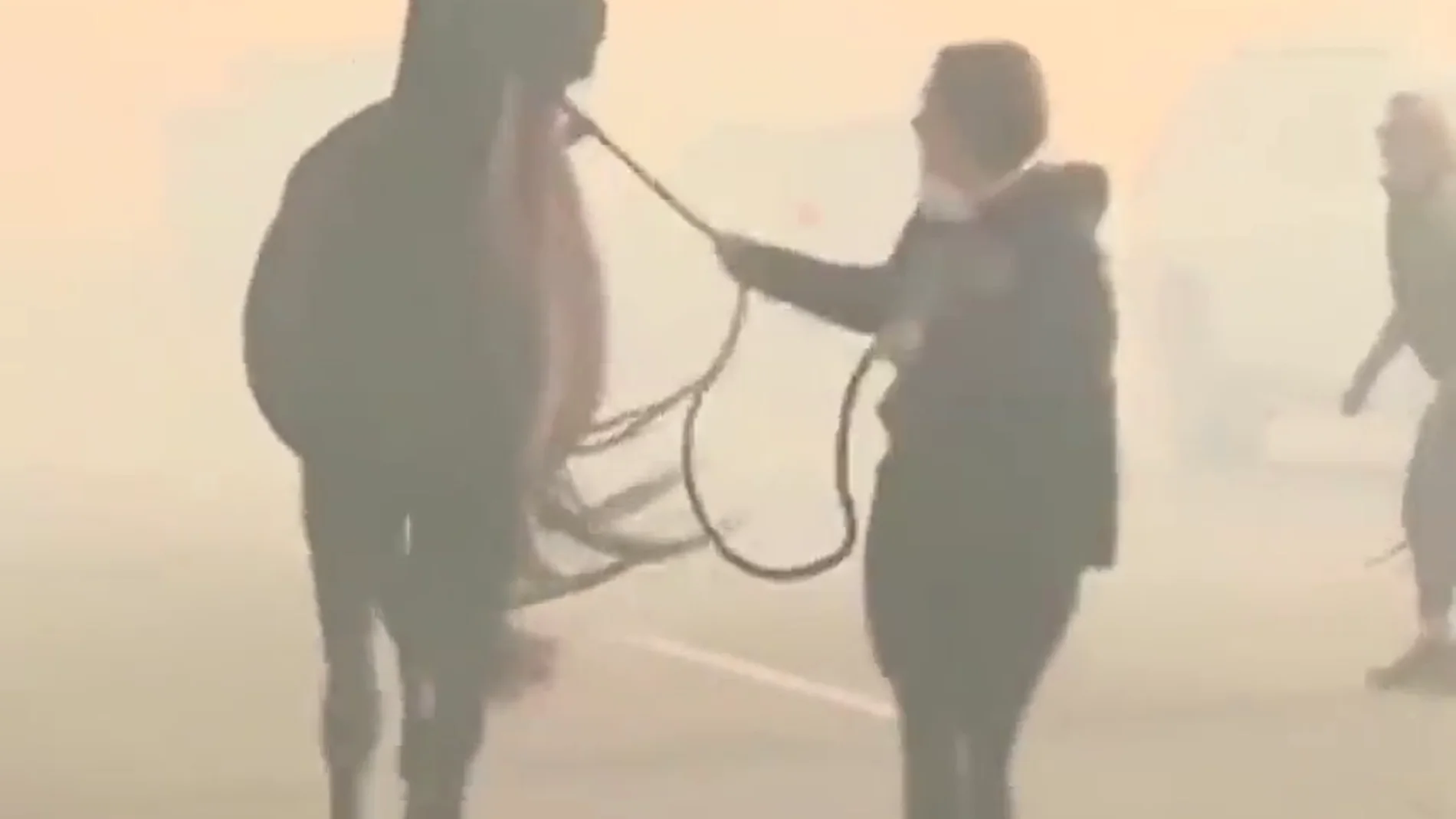 El dramático momento en el que evacúan a unos animales por los incendios de California El dramático momento en el que evacúan a unos animales por los incendios de California