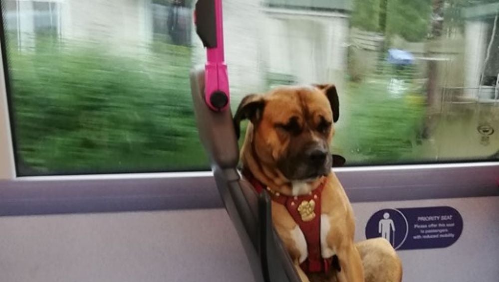 Buscan una familia para un perro abandonado