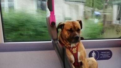 Buscan una familia para un perro abandonado en un autobús en Reino Unido