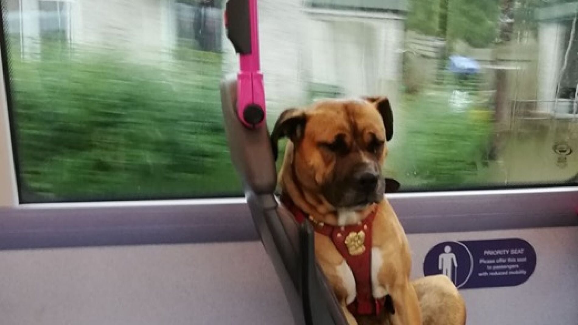 Buscan una familia para un perro abandonado