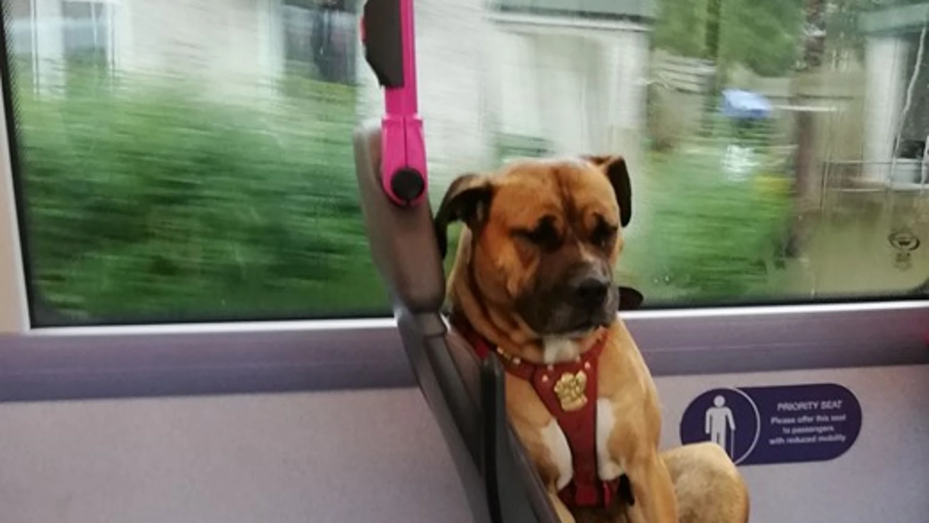 Buscan una familia para un perro abandonado Buscan una familia para un perro abandonado