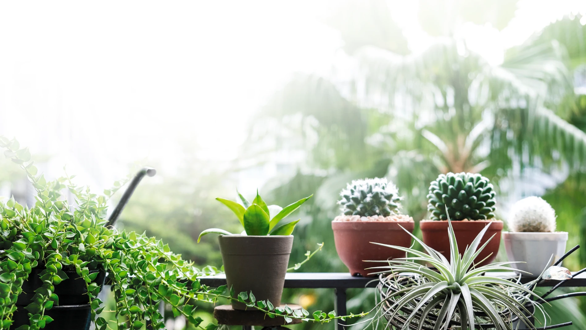 Plantas Plantas