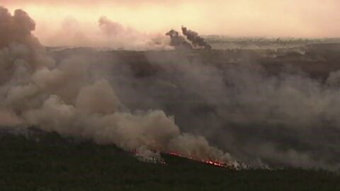 Mueren 350 koalas en los graves incendios forestales de Australia
