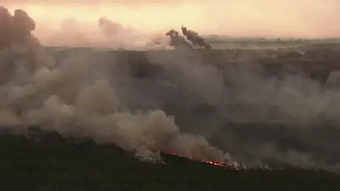 Mueren 350 koalas en los graves incendios forestales de Australia Mueren 350 koalas en los graves incendios forestales de Australia