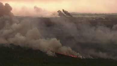 Mueren 350 koalas en los graves incendios forestales de Australia
