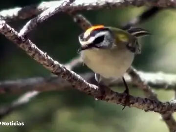 Cerca de 95 millones de pájaros han desparecido en los últimos 20 años en España Cerca de 95 millones de pájaros han desparecido en los últimos 20 años en España