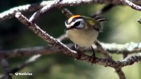 Cerca de 95 millones de pájaros han desparecido en los últimos 20 años en España Cerca de 95 millones de pájaros han desparecido en los últimos 20 años en España