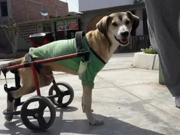 Imagen de Rocky, el perro al que robaron su silla de ruedas en Perú Imagen de Rocky, el perro al que robaron su silla de ruedas en Perú