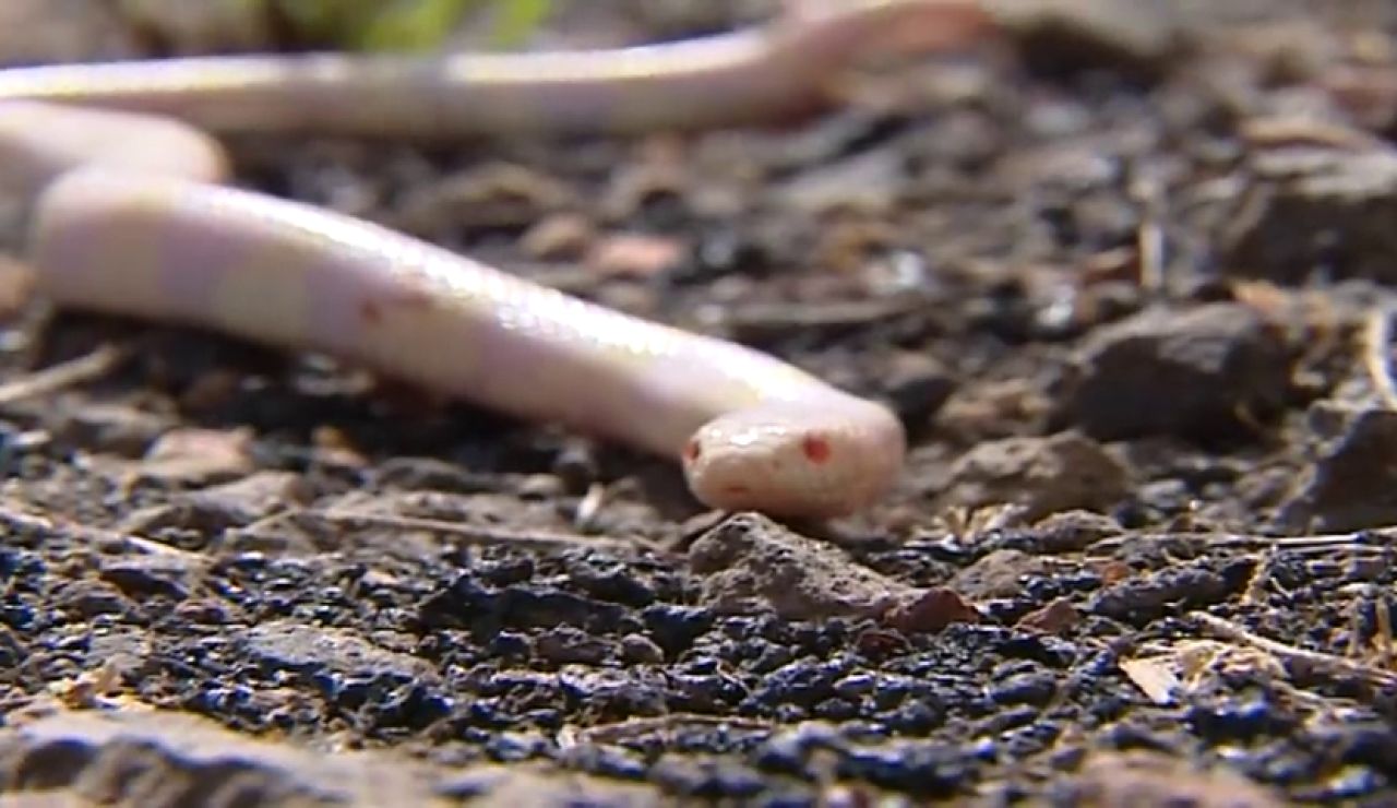 Le pica una potente serpiente venenosa, se amputa el dedo y los médicos le dicen que fue en vano Le pica una potente serpiente venenosa, se amputa el dedo y los médicos le dicen que fue en vano