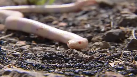 Le pica una potente serpiente venenosa, se amputa el dedo y los médicos le dicen que fue en vano Le pica una potente serpiente venenosa, se amputa el dedo y los médicos le dicen que fue en vano
