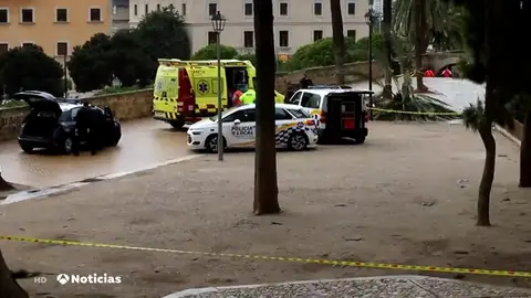Una mujer muere al caerle parte de una palmera en Palma de Mallorca Una mujer muere al caerle parte de una palmera en Palma de Mallorca