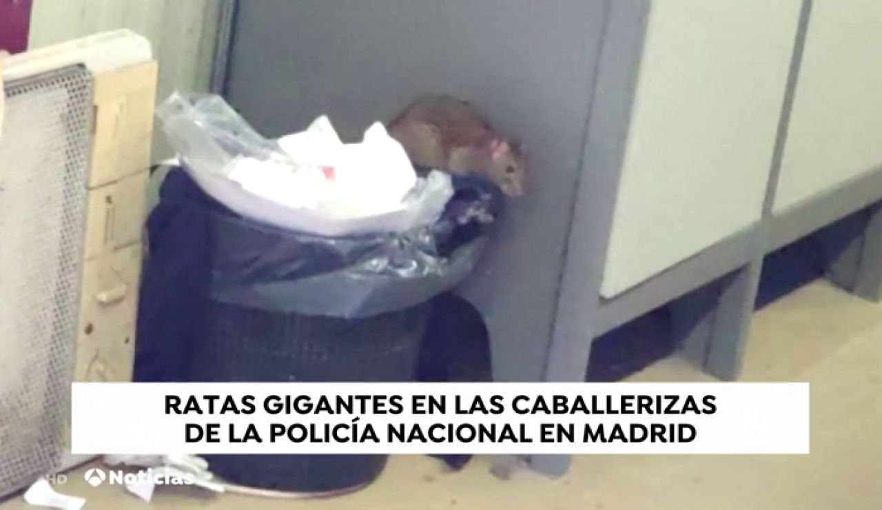 Una plaga de ratas invaden unas instalaciones de la Policía Nacional en Madrid 