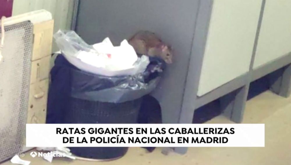Una plaga de ratas invaden unas instalaciones de la Policía Nacional en Madrid 
