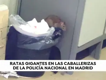 Una plaga de ratas invaden unas instalaciones de la Policía Nacional en Madrid Una plaga de ratas invaden unas instalaciones de la Policía Nacional en Madrid