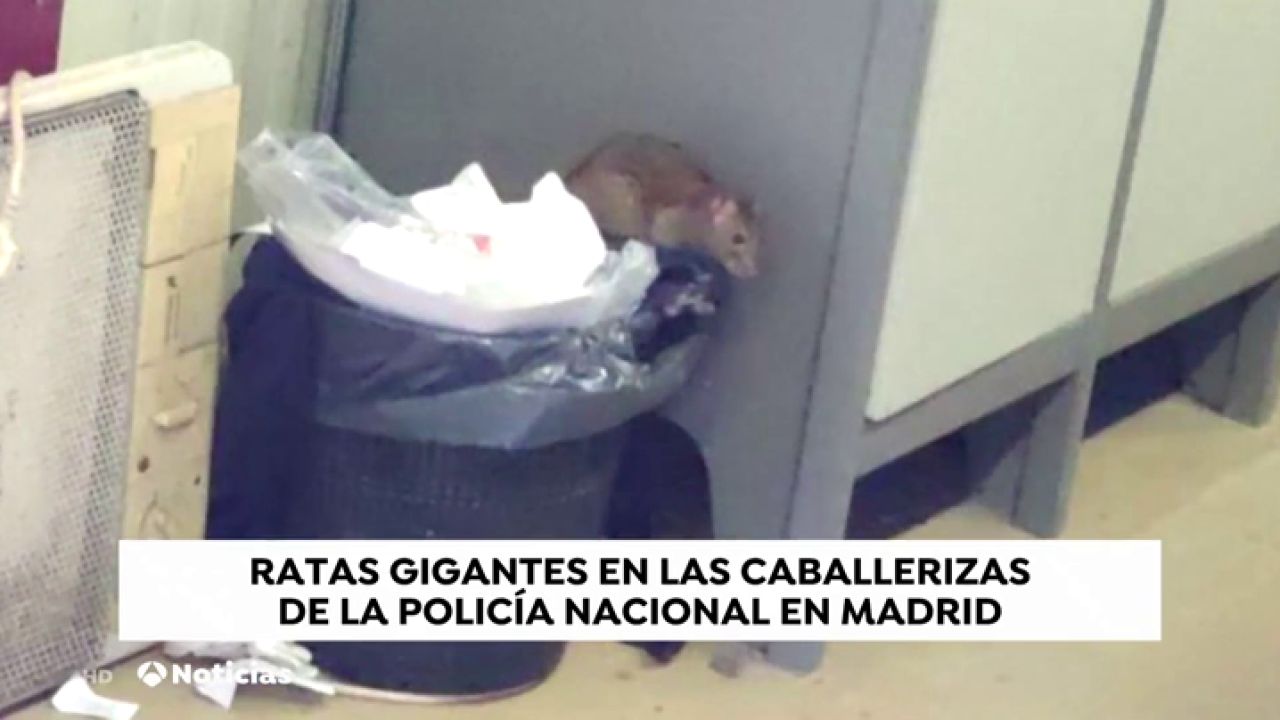 Una plaga de ratas invaden unas instalaciones de la Policía Nacional en ...