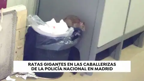 Una plaga de ratas invaden unas instalaciones de la Policía Nacional en Madrid Una plaga de ratas invaden unas instalaciones de la Policía Nacional en Madrid