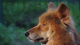 Dingo australiano