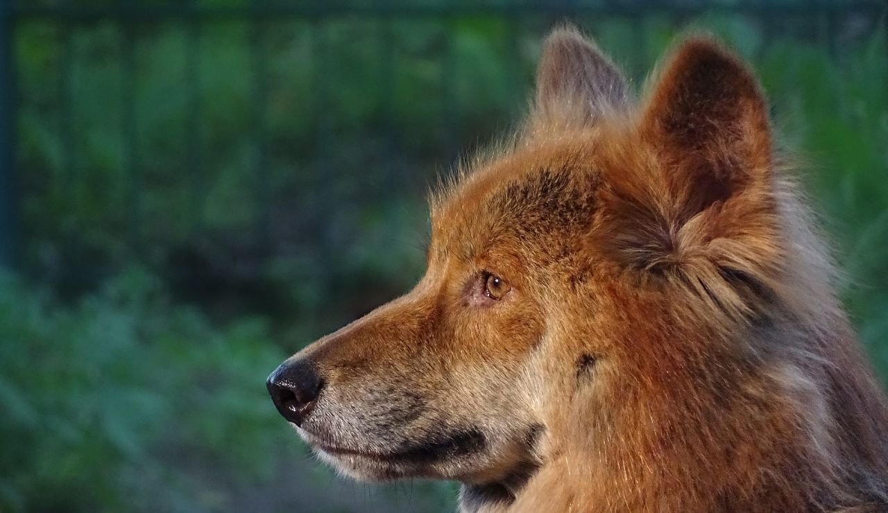 Dingo australiano Dingo australiano