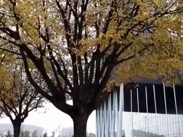 Rescatan en el País Vasco a un hombre subido a un árbol que huyó tras un accidente de tráfico