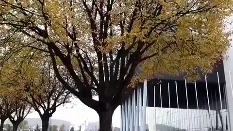 Rescatan en el País Vasco a un hombre subido a un árbol que huyó tras un accidente de tráfico Rescatan en el País Vasco a un hombre subido a un árbol que huyó tras un accidente de tráfico