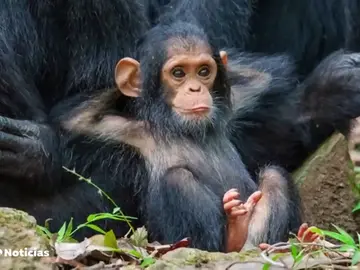 foto_animales foto_animales