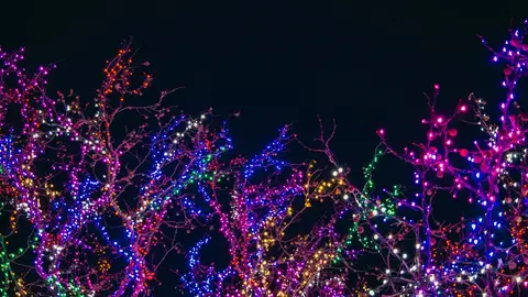 Encendido de luces de Navidad 2019 Encendido de luces de Navidad 2019