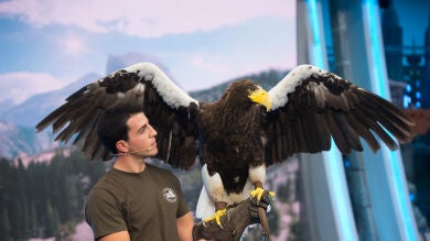 Elsa Pataky, fascinada con el especial de zoología de Marron en 'El Hormiguero 3.0': un Búho Bengalí y un Pigargo de Steller