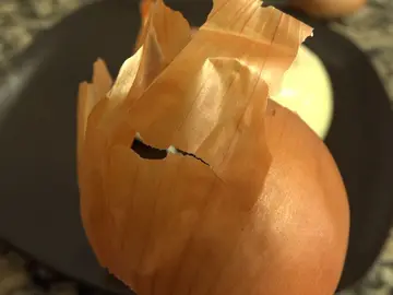 Cebolla Cebolla