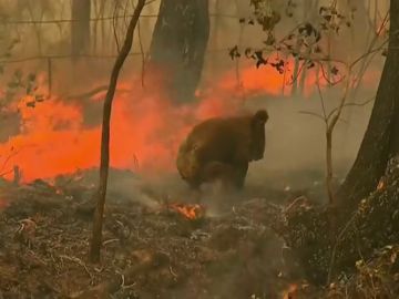 El estremecedor rescate a un koala quemado en los incendios de Australia