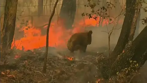 El estremecedor rescate a un koala quemado en los incendios de Australia El estremecedor rescate a un koala quemado en los incendios de Australia