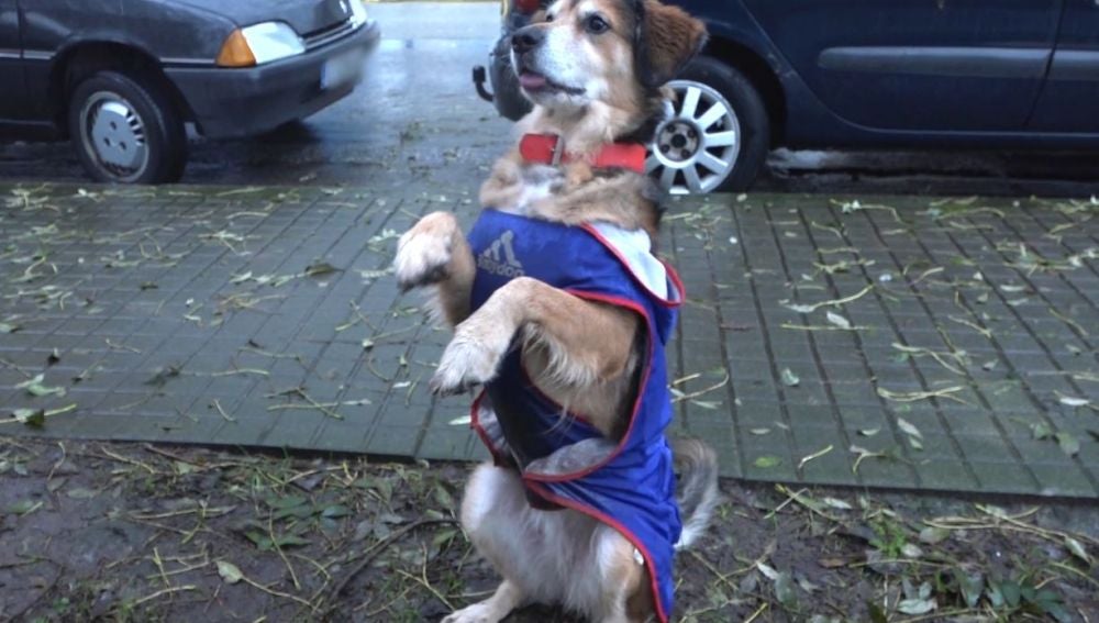 Tu Entrena Y Que Ladren Los Perros