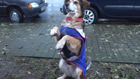 ¿Cómo evitar que los perros ladren? ¿Sabes como evitar el ladrido de nuestros peludos?