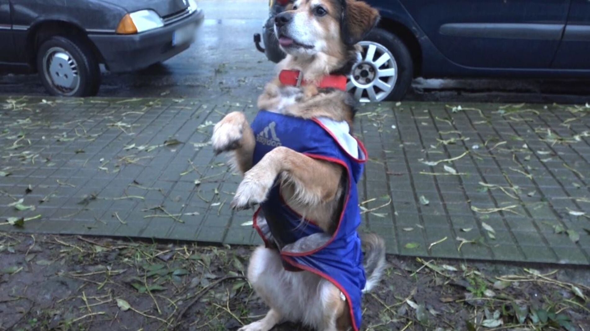 &iquest;C&oacute;mo evitar que los perros ladren?