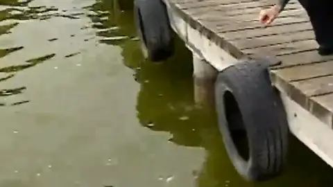 La Albufera en peligro por contaminación La Albufera en peligro por contaminación