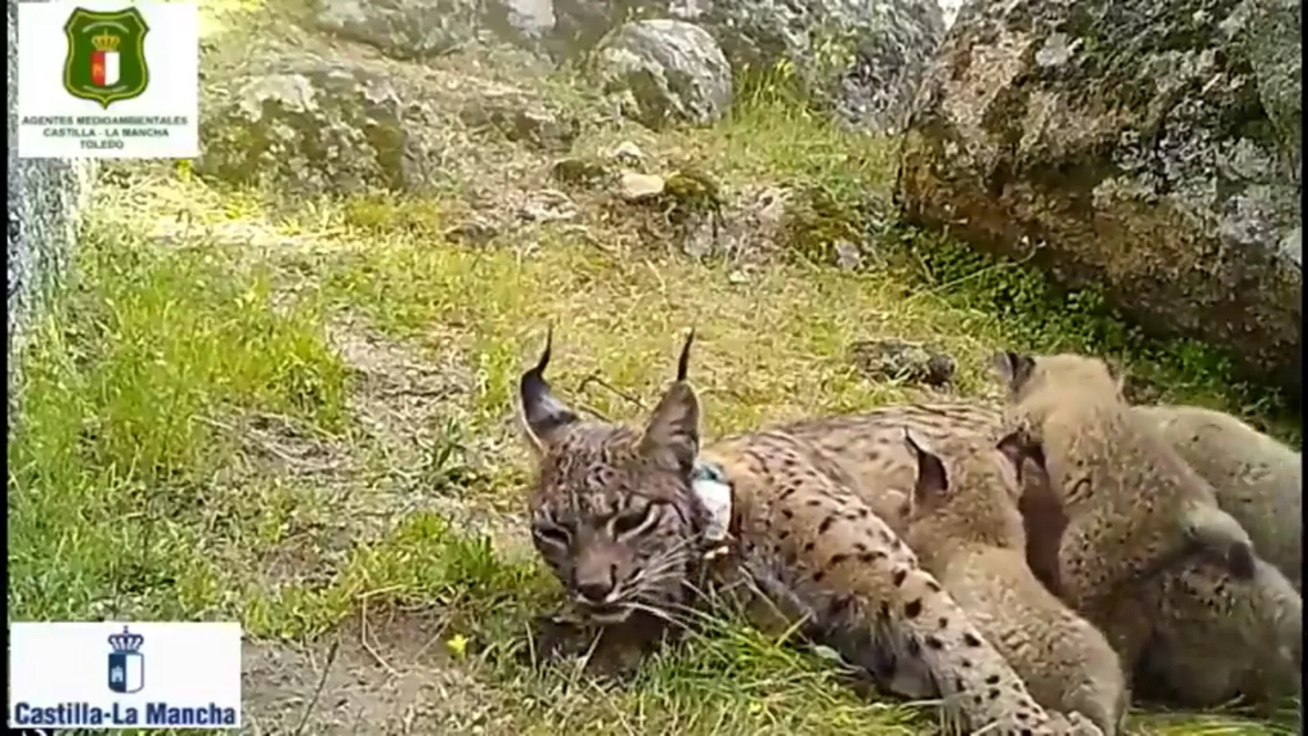 La Guardia Civil identifica al cazador que disparó a 'Nenúfar', una hembra de lince ibérico La Guardia Civil identifica al cazador que disparó a 'Nenúfar', una hembra de lince ibérico