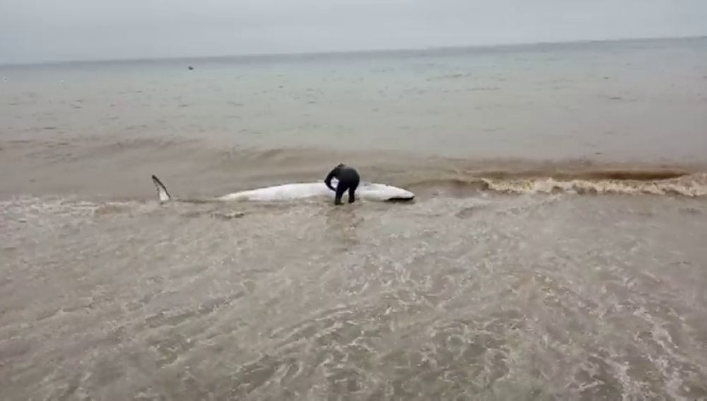 Un bañista rescata a una ballena varada en la Axarquía, en Málaga 