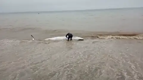 Un bañista rescata a una ballena varada en la Axarquía, en Málaga Un bañista rescata a una ballena varada en la Axarquía, en Málaga