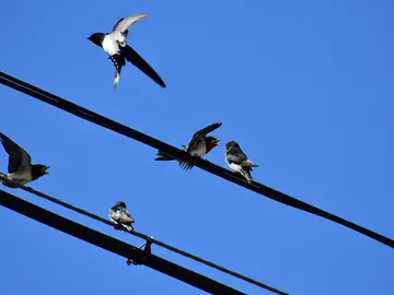 Pájaros en un tendido eléctrico Pájaros en un tendido eléctrico