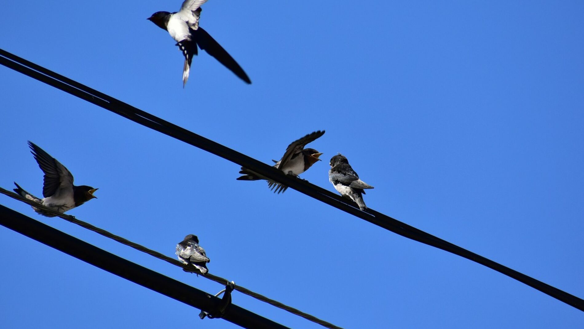 Pájaros en un tendido eléctrico