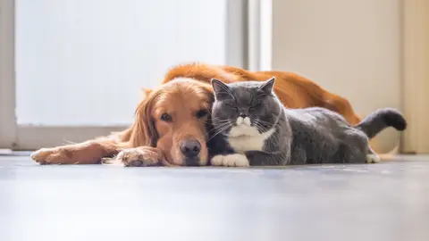 Perro y gato Perro y gato
