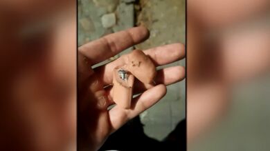Trampas para animales: extraen 17 alfileres a un perro tras ingerir salchichas en la calle
