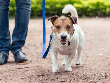 Una persona paseando a su perro Una persona paseando a su perro