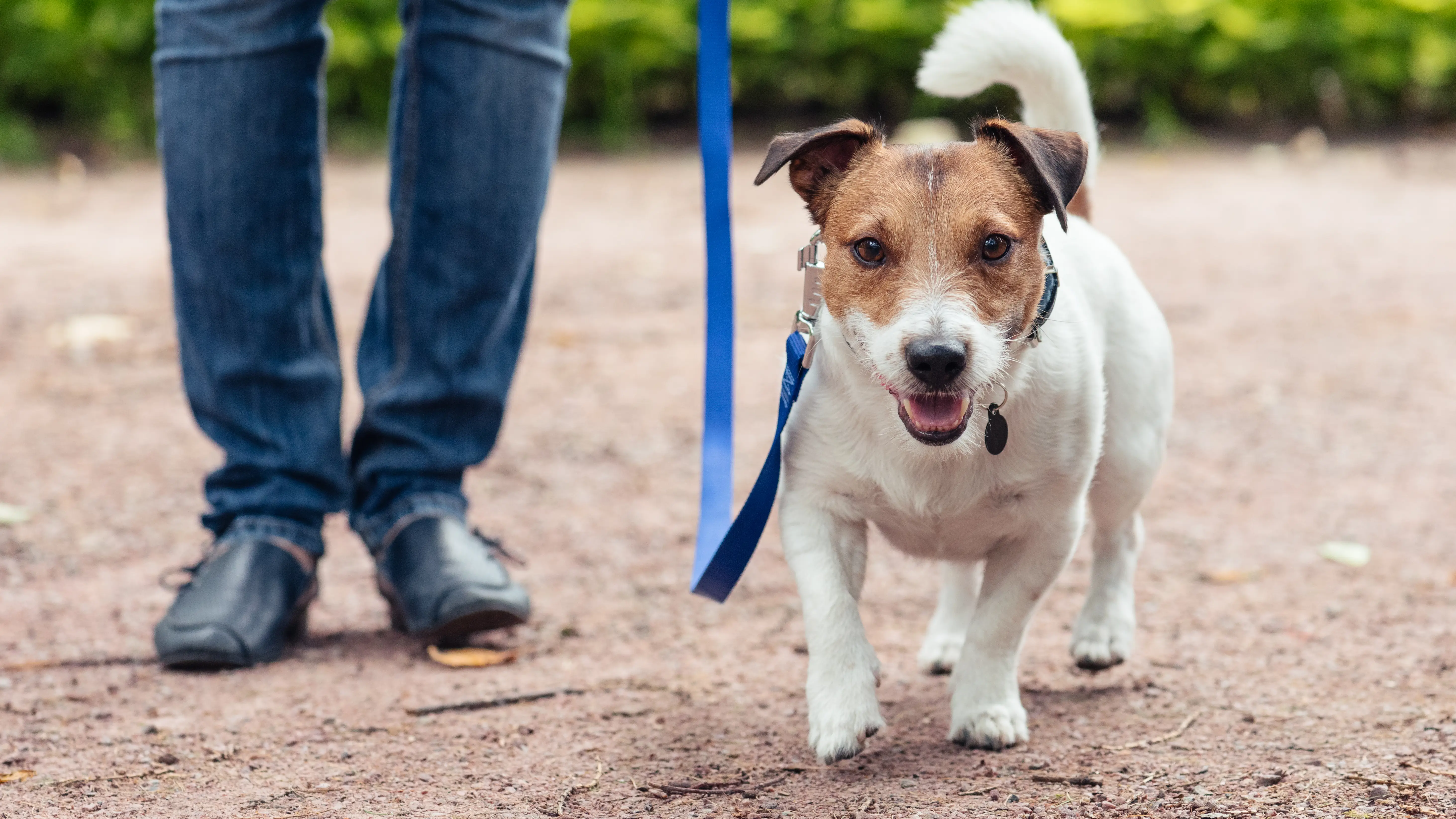 Una persona paseando a su perro
