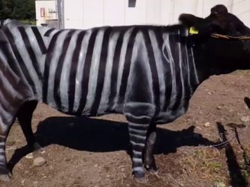 Pintan vacas como cebras como alternativa sostenible a los pesticidas para evitar las picaduras